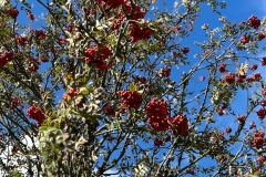 IMG-20240925-WA0067